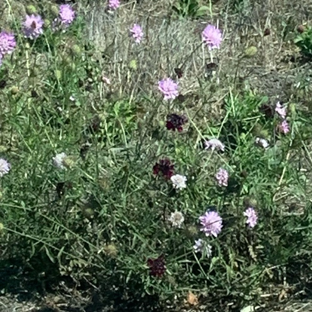 Meet your Posher, Toria